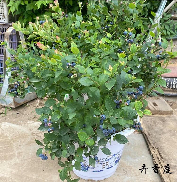 v5蓝莓(当年结果苗) 60cm(含)-69cm(含)【图片 价格 品牌 报价】-京东
