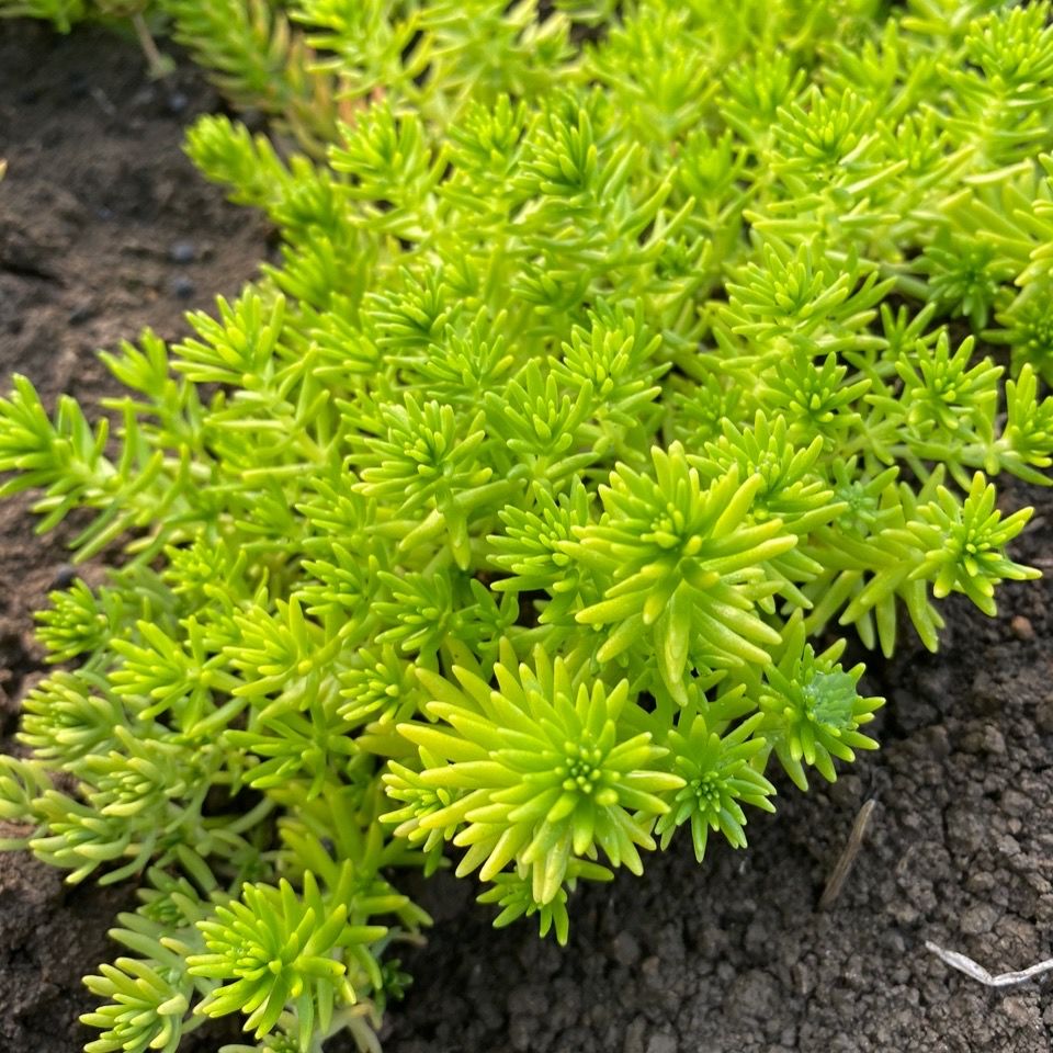 佛甲草花色图片