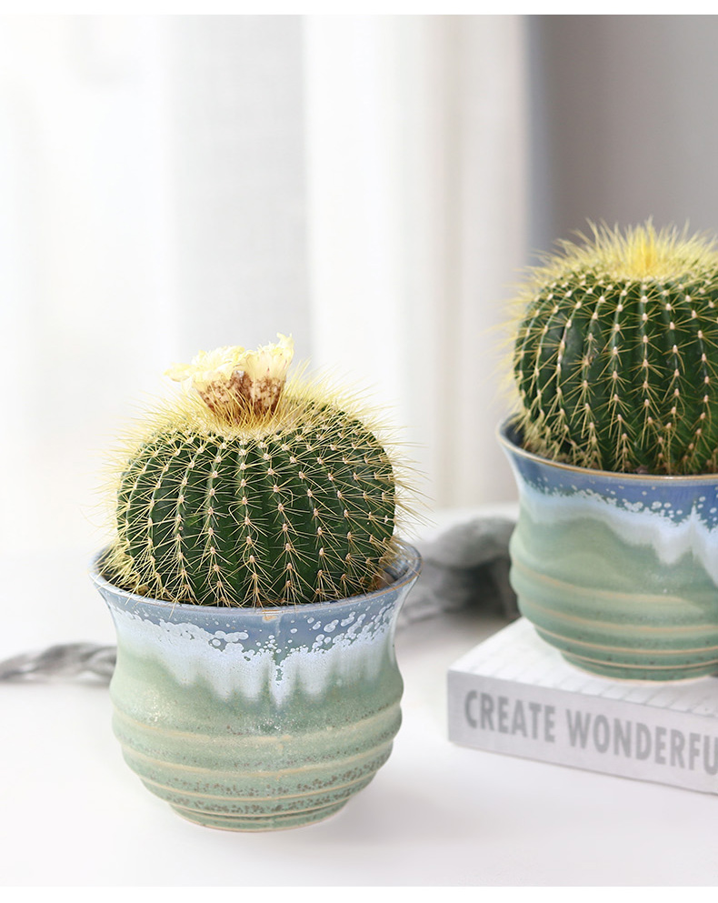 星派果 金冠仙人球盆栽室内仙人掌桌面大颗多肉植物开花品种 金冠直径