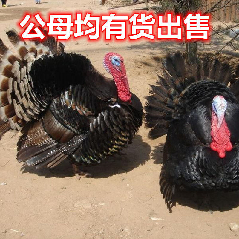 火鸡苗活体批发火鸡幼苗巨型青铜尼古拉贝蒂娜散养活体幼鸡苗火鸡幼崽