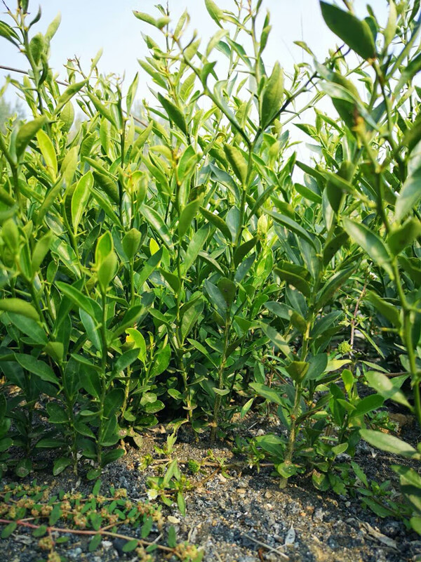 浙江金豆小苗金豆盆景苗常青桌面观果苗品种苗金豆小品盆景 金豆8年杯