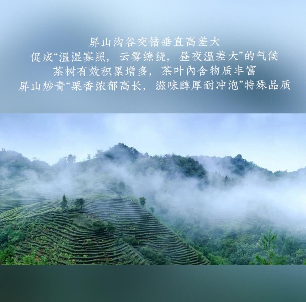 橙伯乐 屏山正宗炒青2022新茶明前特级250克袋装四川宜宾 新包装 宾