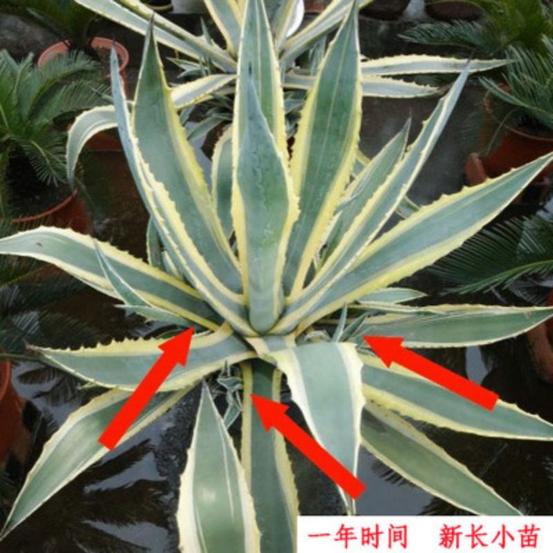 花果山 金边芦荟 金边龙舌兰·金边莲,金边菠萝 多肉植物绿植盆栽2022