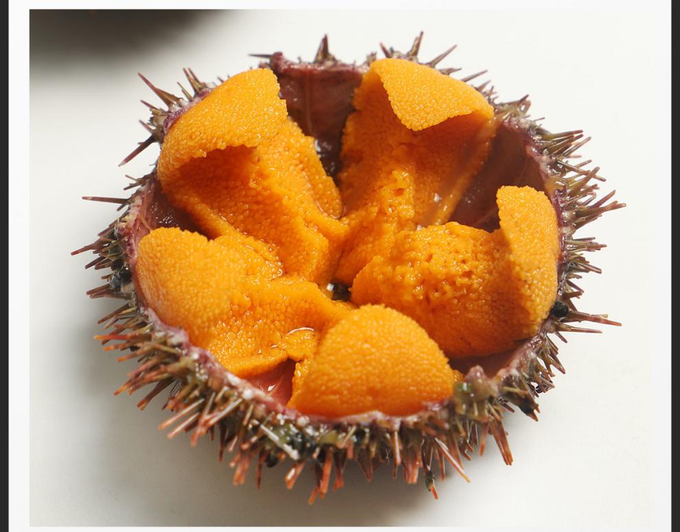 顺丰空运超朴马粪海胆新鲜鲜活现发刺锅子即食刺身日料海鲜水产