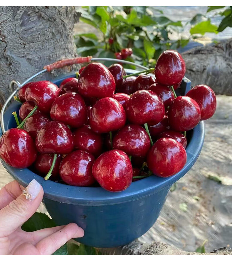 【礼盒装 顺丰空运】进口车厘子黑珍珠美国大樱桃现货新鲜孕妇水果