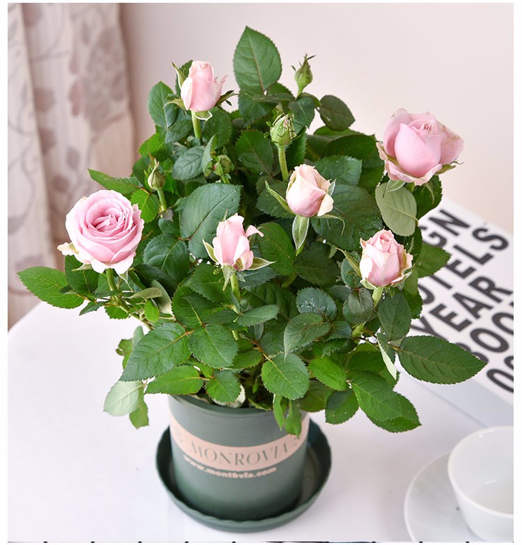 盆栽玫瑰花迷你玫瑰花苗盆栽带花苞四季开花好养室内花卉微型钻石小
