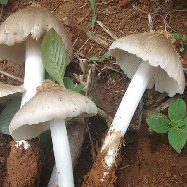 四川新鲜鸡枞菌伞把菇鸡肉丝菇斗鸡骨白蚁菰伞菇重庆特产500g 野未开