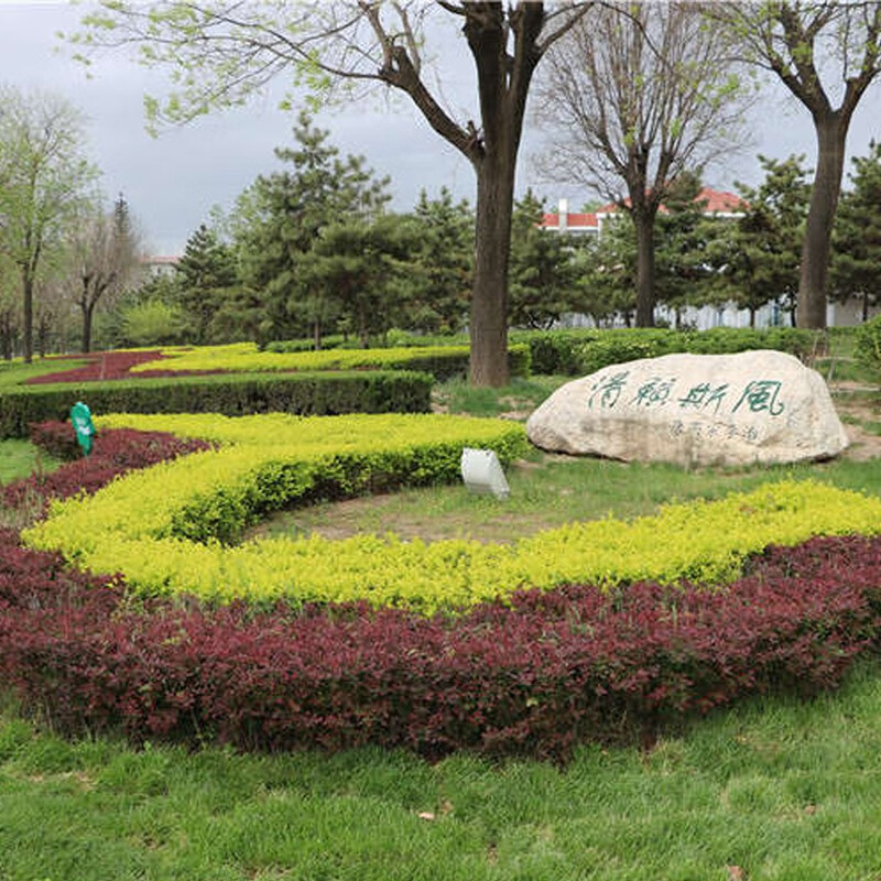 绿篱花色块花镜彩色工程绿化苗红叶小檗紫叶小檗红叶紫叶小波小苗 10