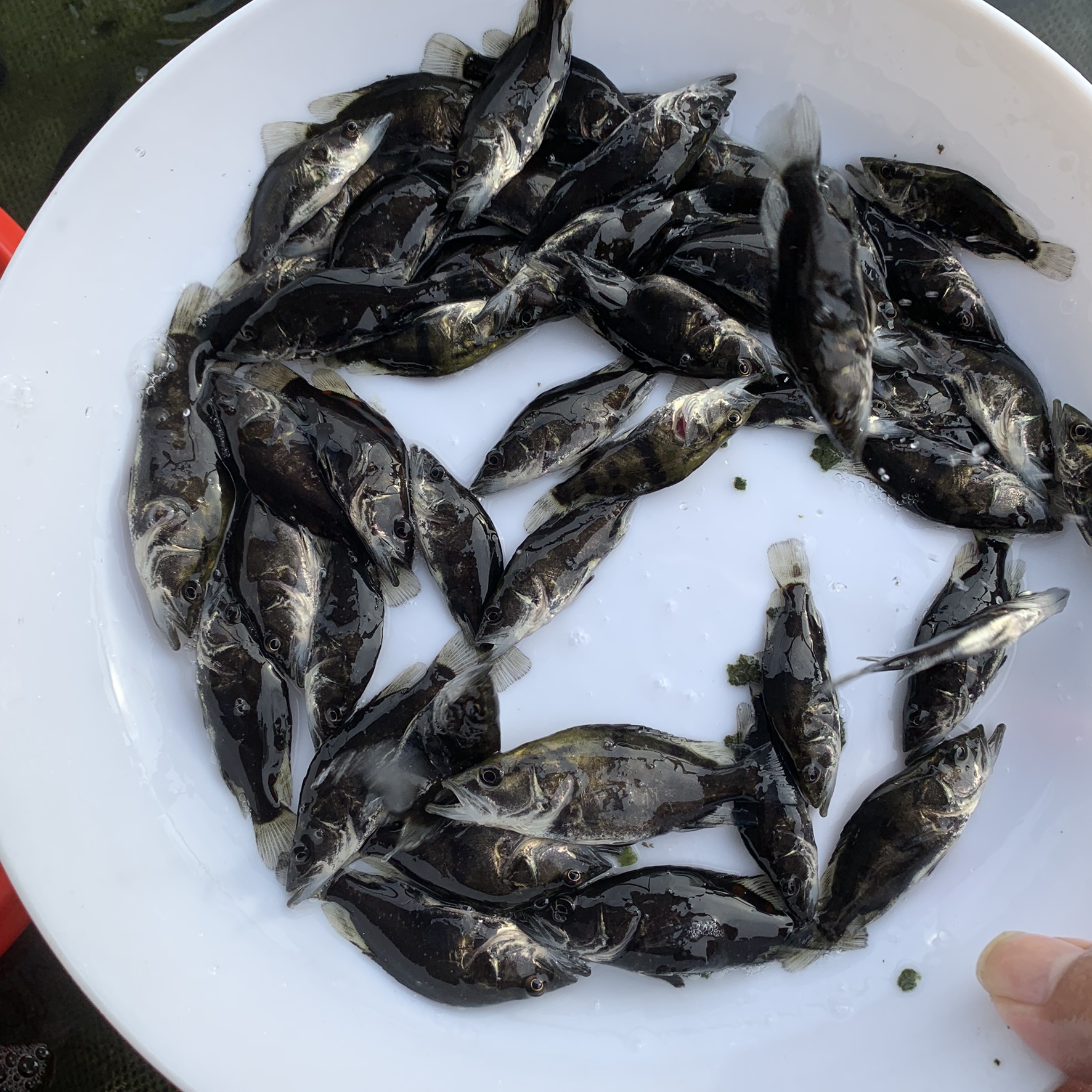 荣郁2021红纹鳜鱼苗翘嘴红纹桂鱼已发色淡水原生观赏鱼贵鱼桂鱼肉食性