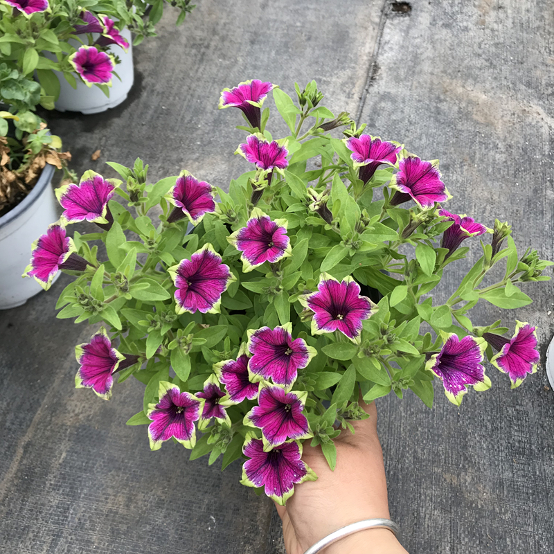 垂吊牽牛花矮牽牛盆栽百萬小玲花卉庭院陽臺花卉植物易養帶花發貨