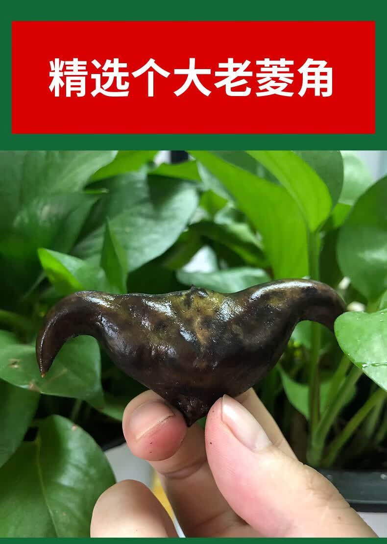 菱角黑菱角湖北特产腰菱粉糯水栗子牛角果菱实生棱角 500g【图片 价格