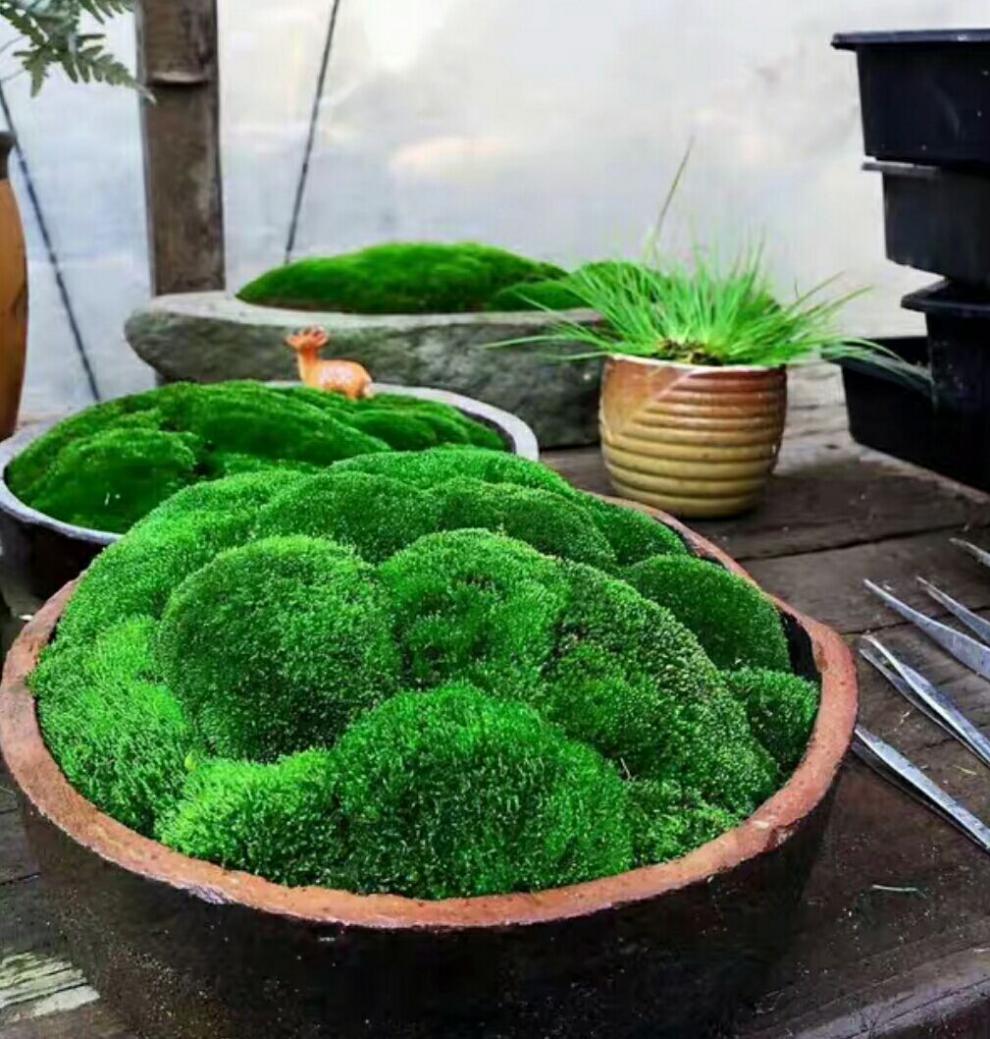 【精选现发】朵朵藓白发藓短绒藓苔藓批发鲜活苔藓青苔花卉盆栽铺面微