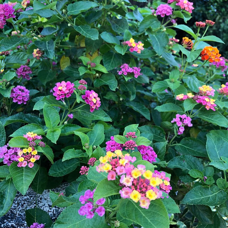 恋品惠五色梅盆栽耐热耐晒阳台庭院花园开花植物五色梅棒棒糖四季花卉