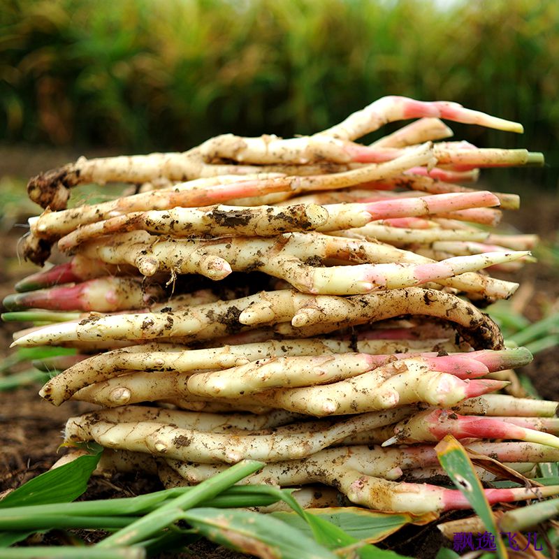 江永姜湖南香姜嫩仔姜永州特产岩鱼酱萝卜豆角海带莴笋莲藕 姜4瓶