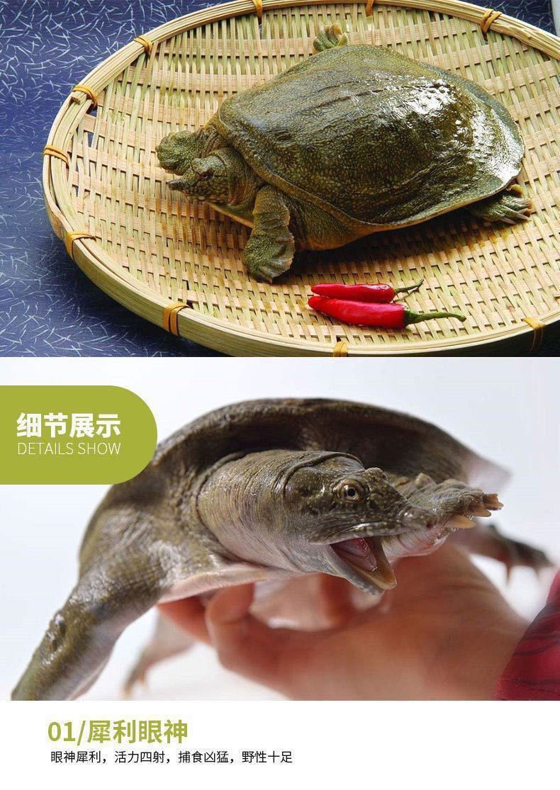 15斤鲜活外塘野养生长甲鱼活体青黄背老鳖王八活体团鱼昌盛隆18斤鲜活
