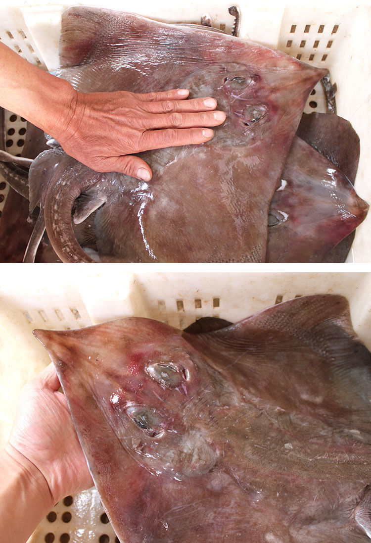 大软骨老板鱼新鲜海鲜海鱼魔鬼鱼鲽鱼老子鱼瑶鱼劳板鱼比目鱼 3斤一条