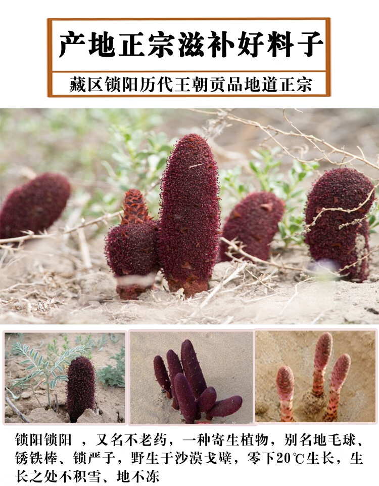 锁阳内蒙金锁阳不老草五宝茶男用泡酒500g配肉苁蓉淫羊藿野生锁阳250