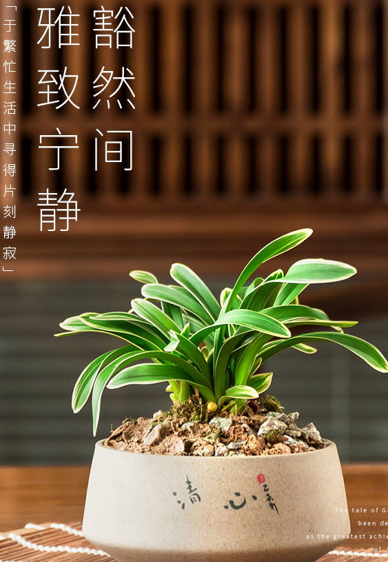 达摩冠矮种金边四季兰花盆栽建兰室内好养盆栽花卉浓香型达摩冠6苗