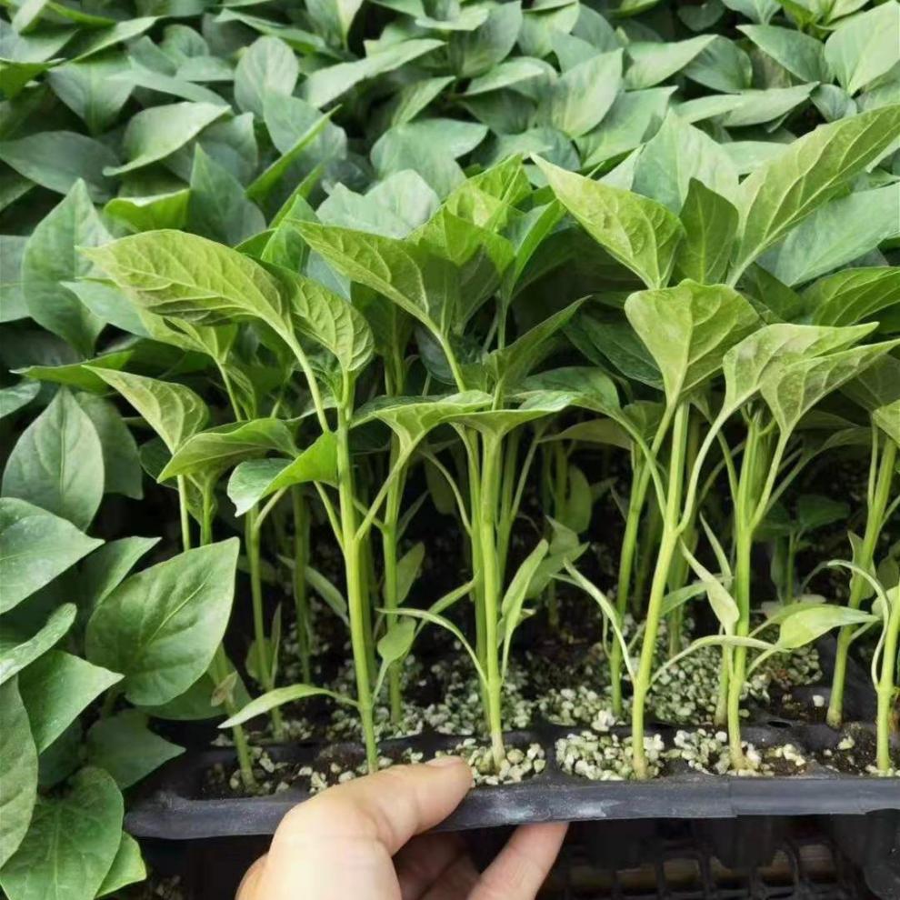 mdng蔬菜苗辣椒苗四季阳台辣椒秧苗西红柿番茄苗圣女果苗黄瓜苗茄子苗