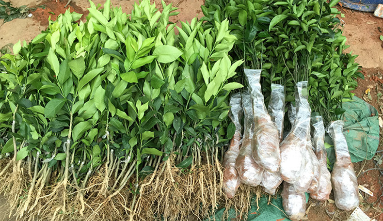 御卉阁 盆栽地栽桔子苗 橘子苗 果树苗金桔苗 砂糖蜜橘 金桔 盆栽苗