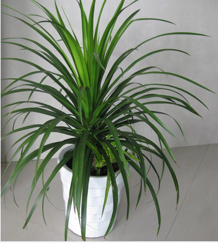 御卉阁龙须树龙铁树多头龙血树室内盆栽绿植盆景客厅大型盆栽绿植盆景