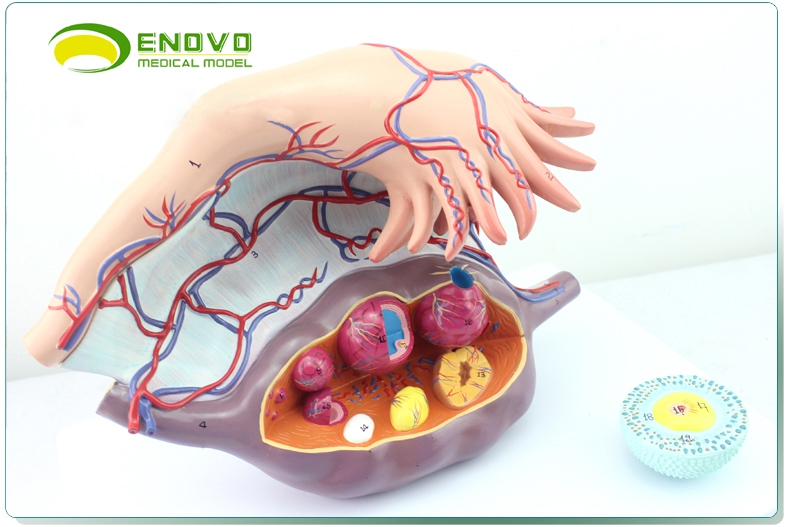 enovo颐诺卵巢子宫模型医学妇科教学卵巢结构模型女性生殖系统妇产科