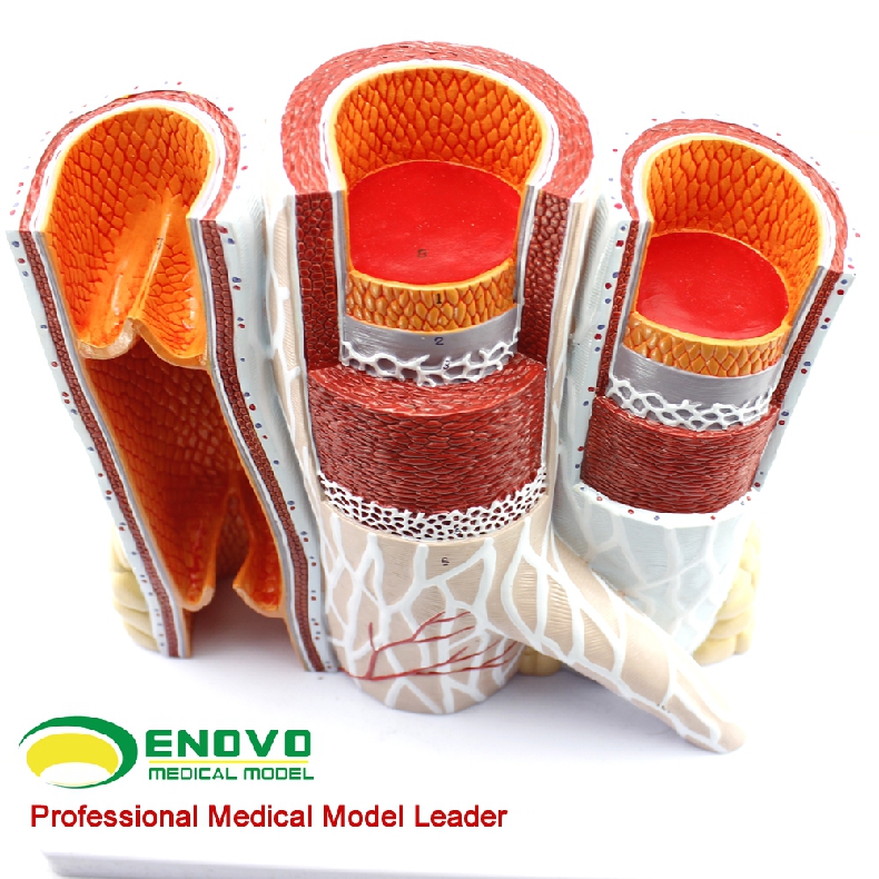 enovo颐诺人体血管模型动脉静脉解剖放大模型人体动脉静脉结构动静脉