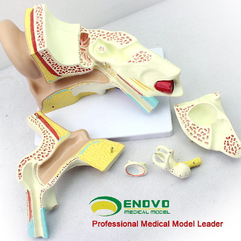 颐诺 体螺旋器corti器科蒂氏器官耳鼻喉科耳朵解剖医生使用模型 外耳