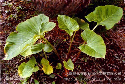新鲜独角莲 丁毒豆 种球 种子 3-4个一斤