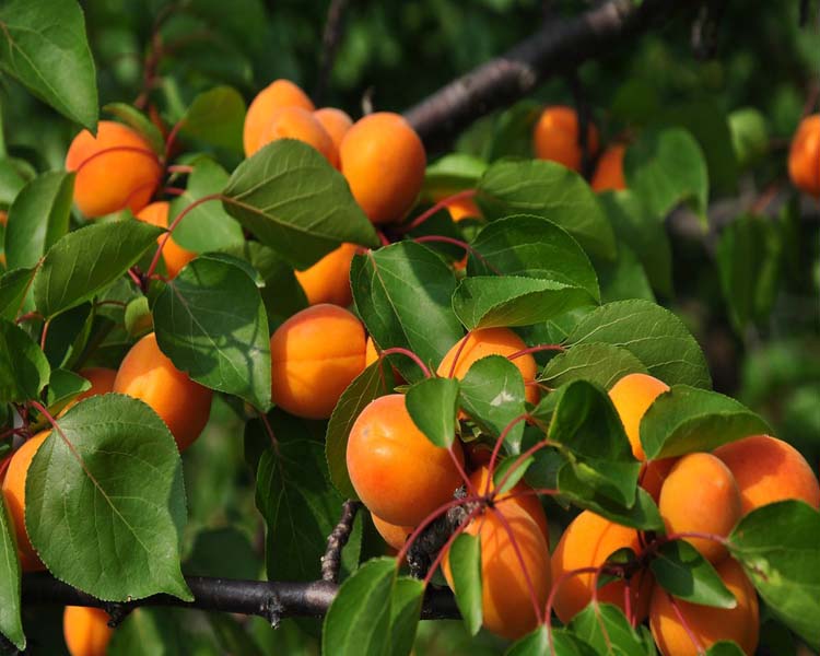 杏子苗果树苗巨杏子树苗杏树树苗南方北方庭院地栽盆栽果树苗当年结果