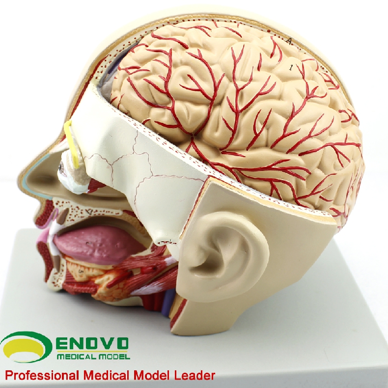 enovo颐诺人体医学颅脑结构模型头部大脑结构矢状窦模型