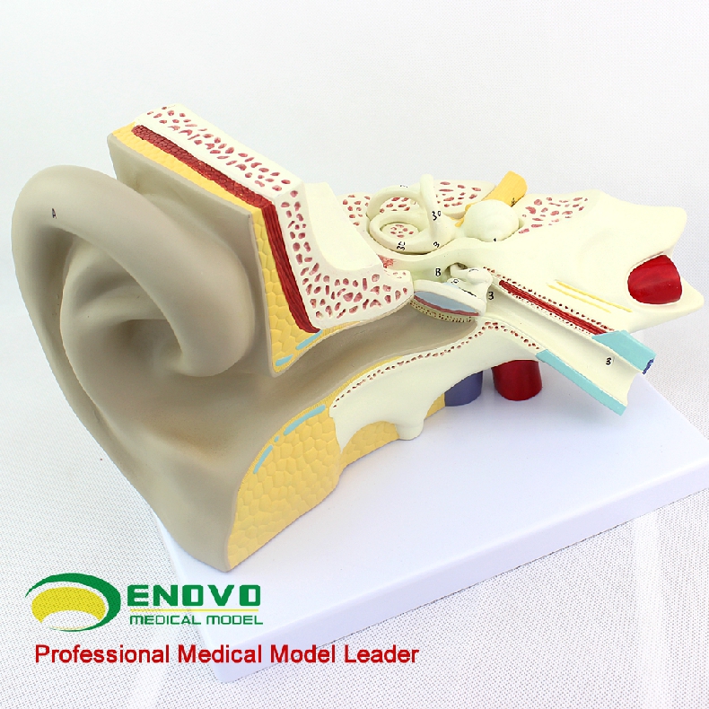 颐诺 体螺旋器corti器科蒂氏器官耳鼻喉科耳朵解剖医生使用模型 外耳