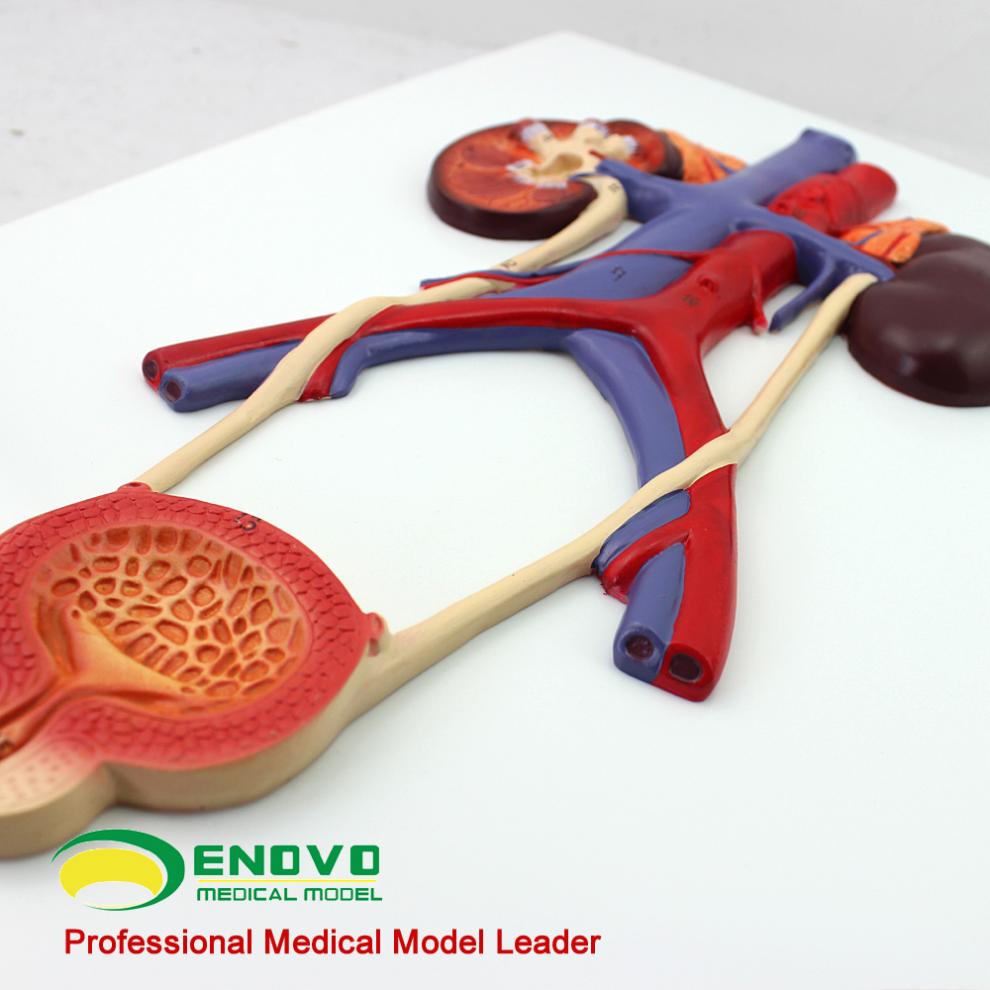 enovo颐诺人体泌尿系统模型输尿管膀胱尿道模型肾解剖模型医学泌尿