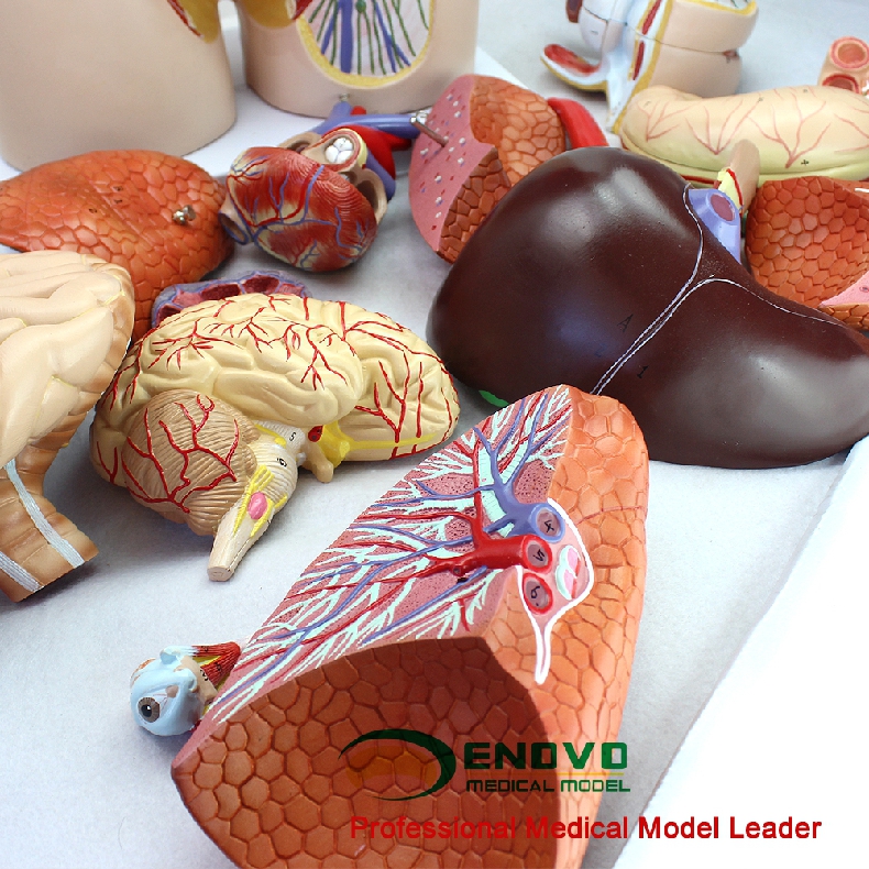 85cm双性 豪华版 人体系统解剖模型【图