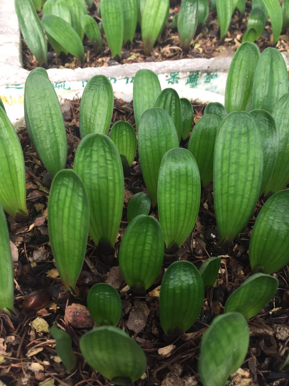 长春君子兰精品小苗 立板插座技师室内盆栽绿植 腊膜油匠圆头麻脸 三