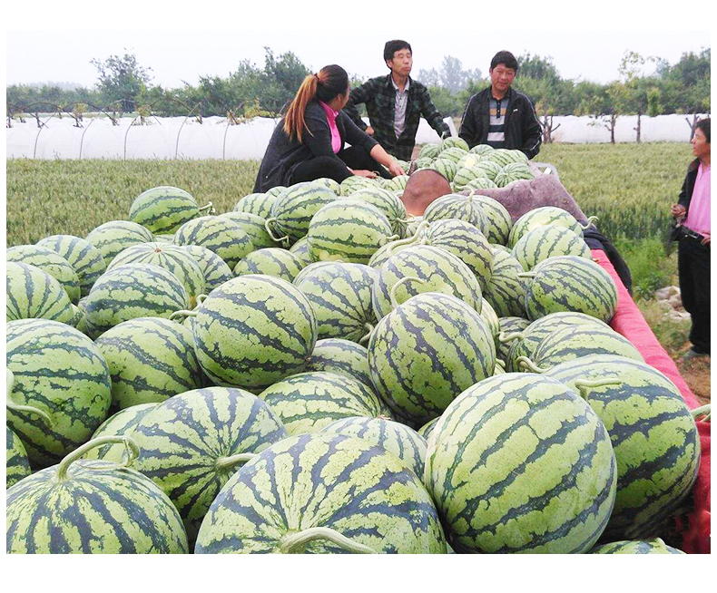 骏化 巨型懒汉王西瓜种子冰糖麒麟王早佳8424京欣硒砂大瓜四季水果