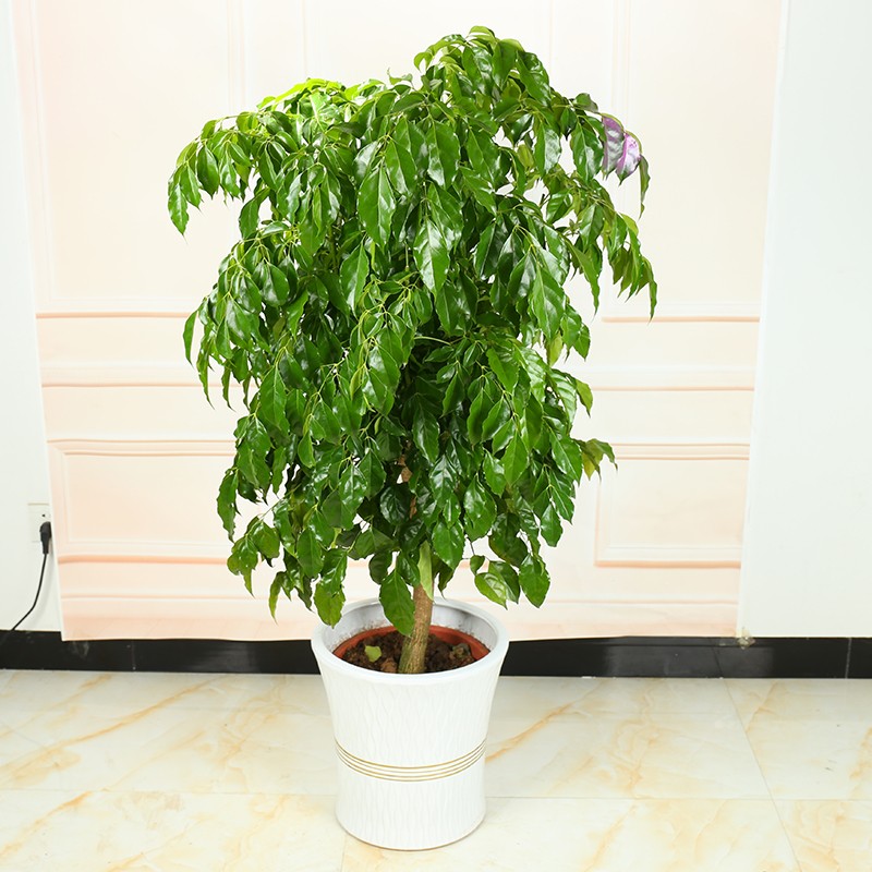 手耕田幸福树绿宝平安树大型植物客厅办公室室内盆栽观叶盆景大幸福树