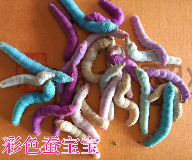 沃绣 蚕宝宝专用饲料 蚕宝宝彩色饲料搭配 彩色蚕卵饲料紫红黄蓝色