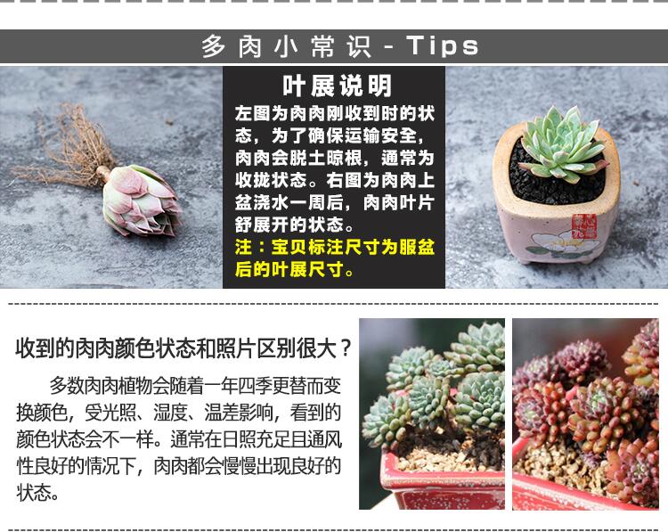 多肉植物盆栽仙人掌科星球属植物小型仙人球星兜菲花玉布纹球五角栾凤玉盆栽布纹球2厘米带塑料盆发货 图片价格品牌报价 京东