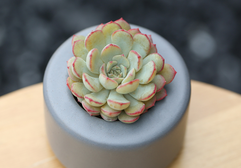 荣耀多肉植物盆栽批发肉肉植物办公室绿植盆栽a 6cm左右 不含盆_ 11折