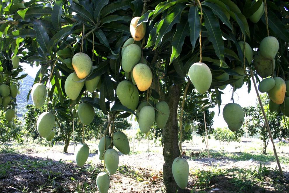 元井 四季芒果树苗嫁接红象牙金煌芒果苗盆栽地栽当年结果南方北方