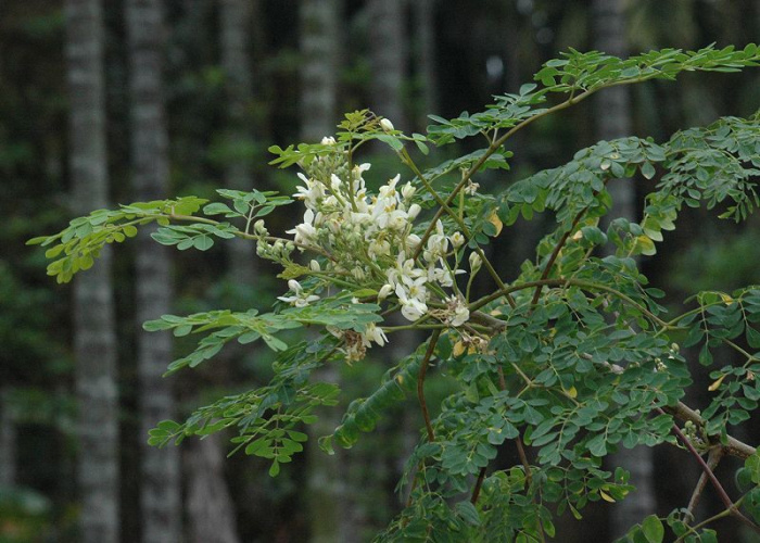 辣木籽树辣木籽树种植