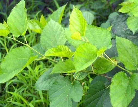 桑葉 盆栽桑樹苗 養蠶桑樹苗 桑葚樹苗 華桑 不含盆_ 2折現價21元