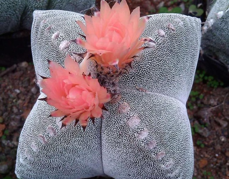 骏化 实生3到4cm四角鸾凤玉开花仙人球吸甲醛办公室绿植精品 四角鸾凤