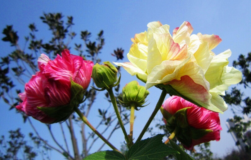 芙蓉花的养殖方法
