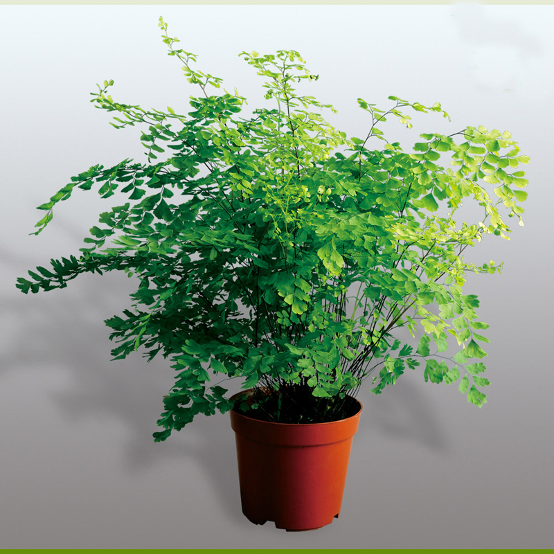 千姿秀铁线蕨 室内植物 耐阴喜水 盆栽绿植 铁线蕨 带盆栽好 白色仿