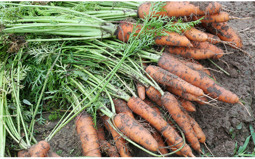 【 密云农业 本地自种 现摘】胡萝卜 500g 新鲜时令蔬菜 生鲜现摘蔬菜