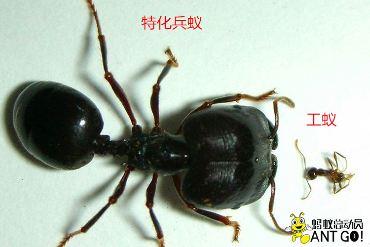 全异巨首蚁pheidologeton diversus 工坊活体宠物科普 仙洞 送工具(没