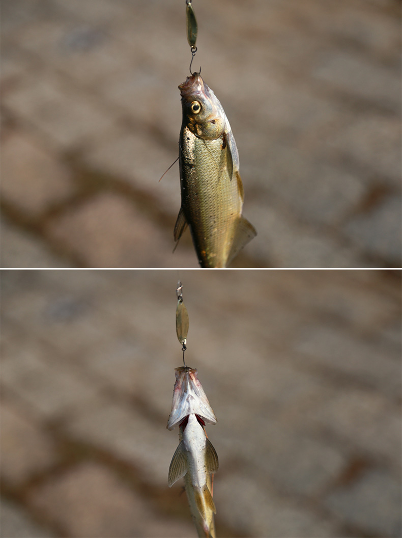 5克带倒刺单钩马口亮片白条亮片路亚饵假饵鱼饵 金色2.