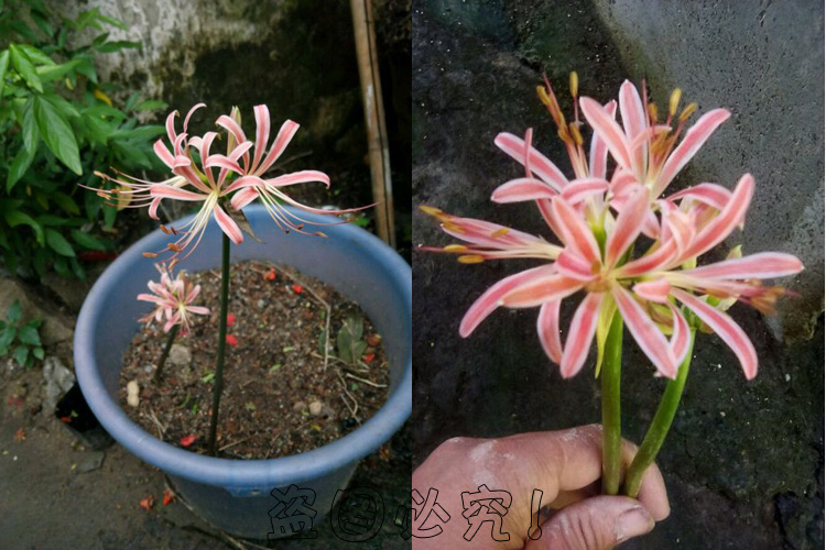 绿植彼岸花种子 曼珠沙华盆栽 彼岸花种球石蒜花 室内四季种花卉 金